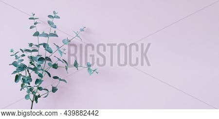Young Branch Of Eucalyptus