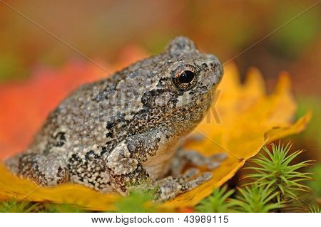 Šedá Rosnička (Hyla Versicolor)