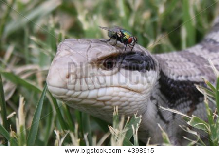 Langue bleue avec Fly