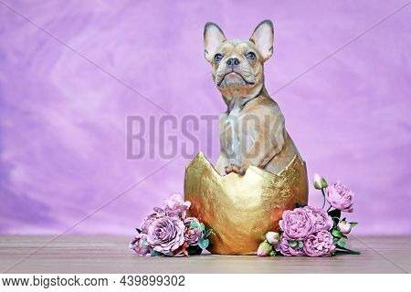 French Bulldog Dog Puppy Hatching Out Of Golden Egg Shell Next To Roses In Front Of Pink Wall