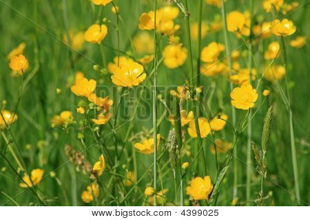 Gule blomster i et felt