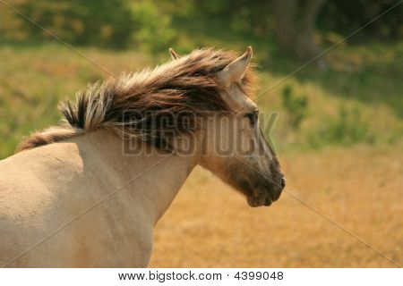 Testa di un Pony Konik