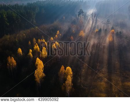 Aerial View On Autumn Forest In Morning Light During Sunrise. Foggy Forest In The Morning Mist