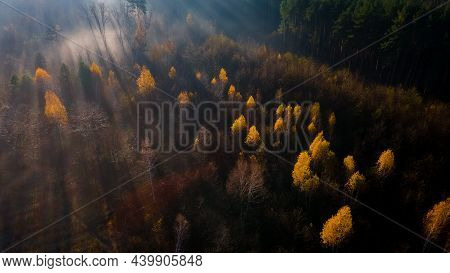Aerial View On Autumn Forest In Morning Light During Sunrise. Forest In The Autumn Morning Mist