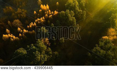 Morning Sunbeams Break Through The Trees In The Misty Forest And Create A Wonderful Effect Of Golden