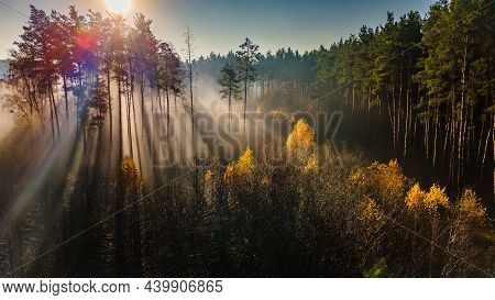 Aerial View Of Yellow-green Autumn Trees In The Forest With Sunrise Rays Shining Through The Branche