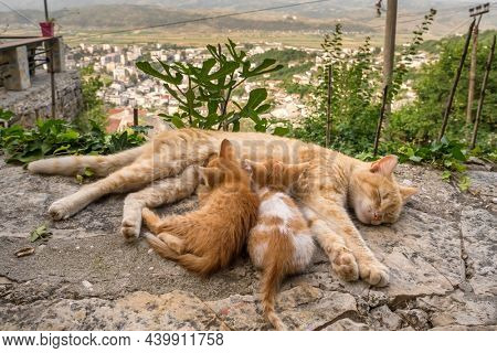 Cat nursing her kittens. Stray cat feeding kittens close-up. Cute street scene with mother cat feeding her kittens