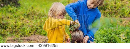 Banner, Long Format The Boys Found A Huge Beet In The Garden. Homeschooling, Natural Education Of Ch