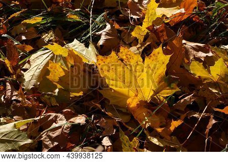 Beautiful Autumn Background, Close-up Of Fallen Leaf Of Maple Tree Glowing In Sunlight