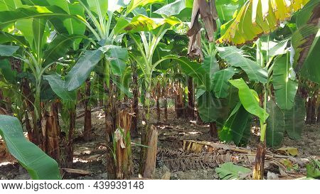 Sunlight Coming Inside Banana Feilds - Banana