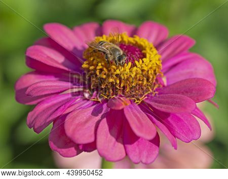 Close-up Detail Of A Honey Bee Apis Collecting Pollen From Stame On Yellow And Pink Dahlia Flower In