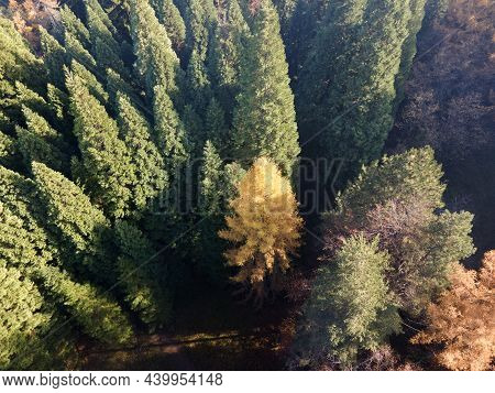 Aerial View Of Old Sequoia Forest Near Village Of Bogoslov, Kyustendil Region, Bulgaria