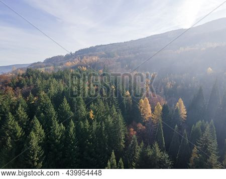 Aerial View Of Old Sequoia Forest Near Village Of Bogoslov, Kyustendil Region, Bulgaria