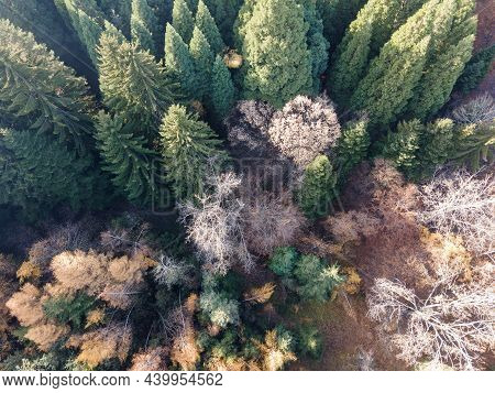 Aerial View Of Old Sequoia Forest Near Village Of Bogoslov, Kyustendil Region, Bulgaria
