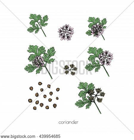Green Coriander Sketch Flower Seeds On White Background For Print Design. Vector Illustration. Drawi