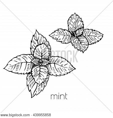 Mint Leaves Plant In Sketch Style On White Background. Nature Vector. Cooking Food Illustration Desi