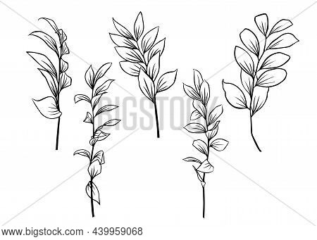 Outlines Of Ruscus Leaves. A Set Of Vector Isolated Cliparts.