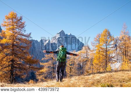 Woman Walking In Mountains With Golden Larch Trees In Autumn.