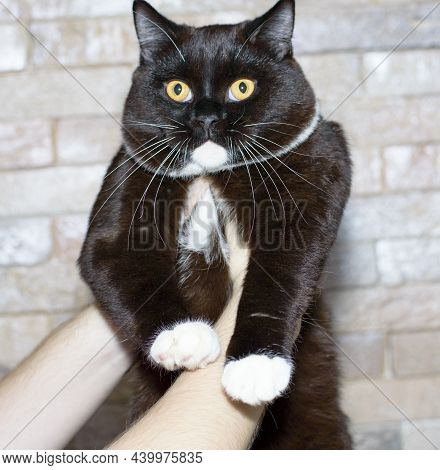 Bicolor Chocolate Scottish Straigh Shorthair Cat In His Hands On The Background Of A Brick Wall, The