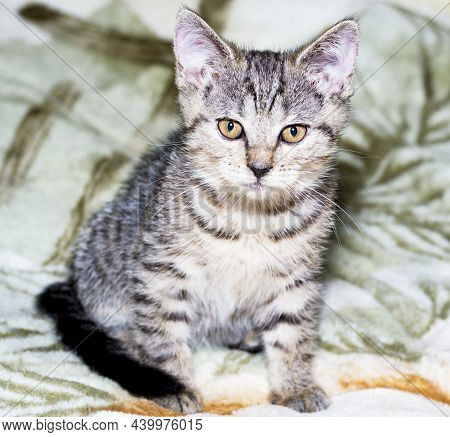 Beautiful Tiger Tabi Scottish Kitten Golden Chinchilla Sitting On A Blanket, The Theme Of Cats And C