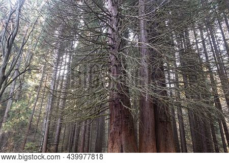Old Sequoia Forest Near Village Of Bogoslov, Bulgaria