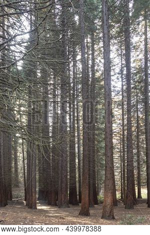 Old Sequoia Forest Near Village Of Bogoslov, Bulgaria