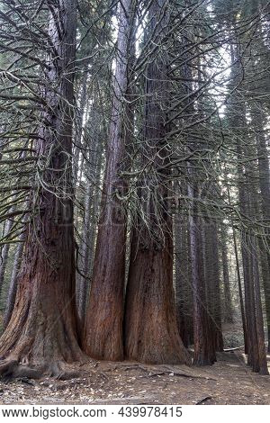 Old Sequoia Forest Near Village Of Bogoslov, Bulgaria