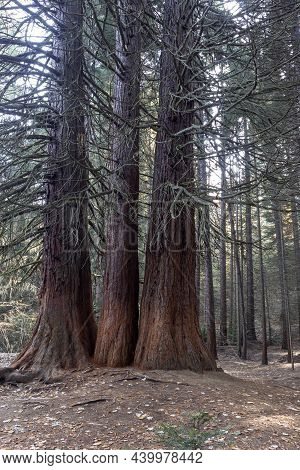 Old Sequoia Forest Near Village Of Bogoslov, Bulgaria