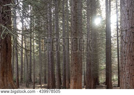Old Sequoia Forest Near Village Of Bogoslov, Bulgaria