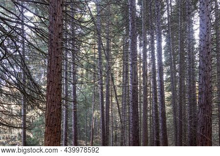 Old Sequoia Forest Near Village Of Bogoslov, Bulgaria
