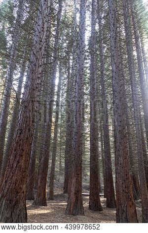 Old Sequoia Forest Near Village Of Bogoslov, Bulgaria