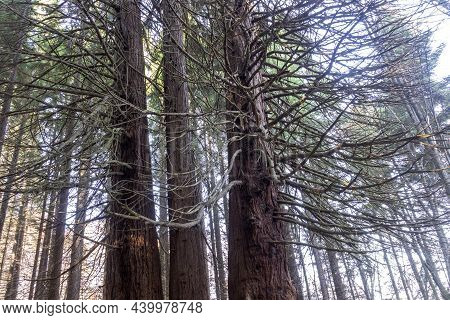 Old Sequoia Forest Near Village Of Bogoslov, Bulgaria