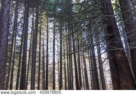 Old Sequoia Forest Near Village Of Bogoslov, Bulgaria