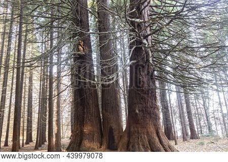 Old Sequoia Forest Near Village Of Bogoslov, Bulgaria