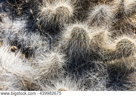 Long Thorns Hang Off Of Thick Cactus In Joshua Tree