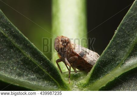 Macro Of The Brown Planthopper On Green Leaf In The Garden.  Nilaparvata Lugens (stal) On Blurred Of
