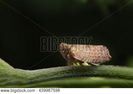 Macro Of The Brown Planthopper On Green Leaf In The Garden.  Nilaparvata Lugens (stal) On Blurred Of