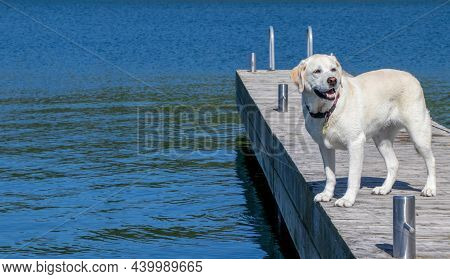 Yellow Labrador Retriever Dog Standing On A Dock At The Lake