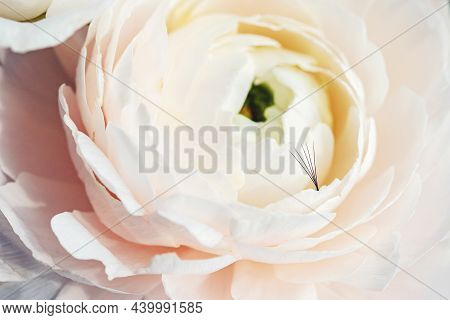 Eyelash Extension Procedure. Background Beauty Lashes Set On Pink Flowers