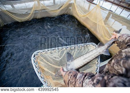 Fish Farm, Big Sturgeon In Hand Fisherman. Concept Aquaculture Pisciculture