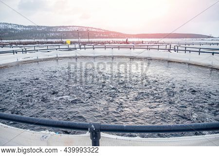 Fish Farm For Breeding For Rainbow Trout And Salmon Fry In Net Cages. Concept Aquaculture Piscicultu
