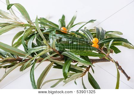 seabuckthorn