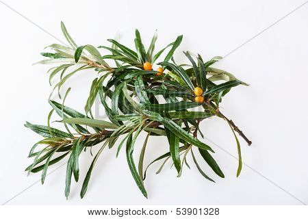 seabuckthorn