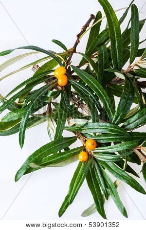 seabuckthorn