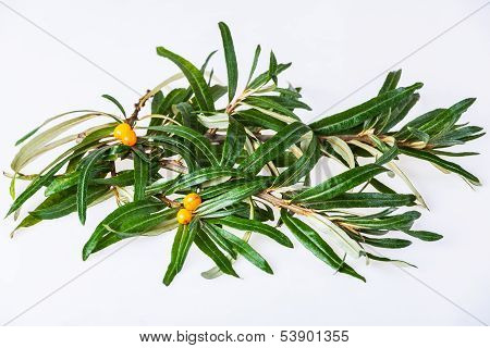 seabuckthorn