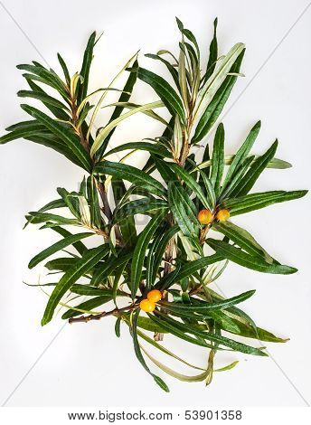 seabuckthorn