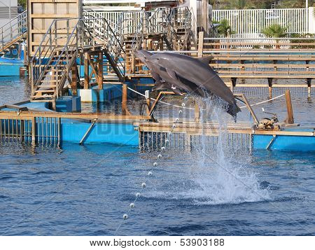 Dolpins Jumping