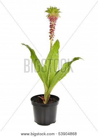 Pineapple Lilly
