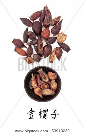 Cherokee rose hip fruit used in traditional chinese herbal medicine with mandarin title script translation. Jin yin zi. 