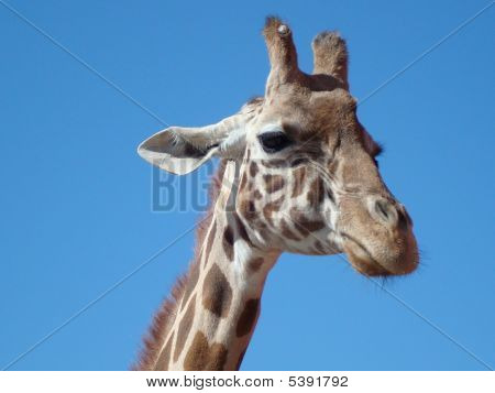 Girafe